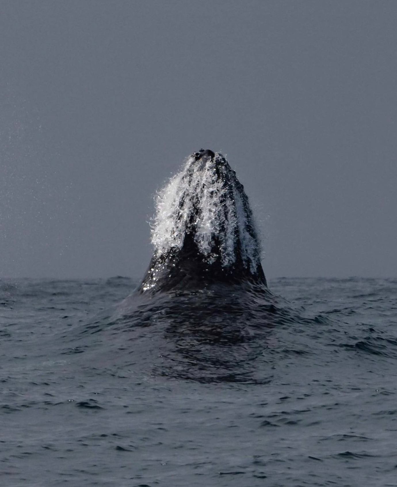 🐋 For those in Jervis Bay the next week or two, last chance to catch these magnificent creatures as they travel south for the summer. We will look forward to them passing through again around April/May next year. You can join a whale watching cruise, kayak tour, free diving tour or grab the binoculars and keep an eye out when walking out near the headlands. Beautifully captured here by local wildlife photographer @wilderness.productions :
:
:
:
:
#visitnsw #seeaustralia #holidayherethisyear #LoveNSW #uniqueboutiquecollection
#visitshoalhaven #unspoilt #MakeEveryMomentCount #SupportLocal #emptyesky #rejuvenateshoalhaven #discoverjervisbay #jervisbay #glamping #southcoast #staywiththem #bushretreat #jervisbay #southcoastdreaming #visitsouthcoastnsw