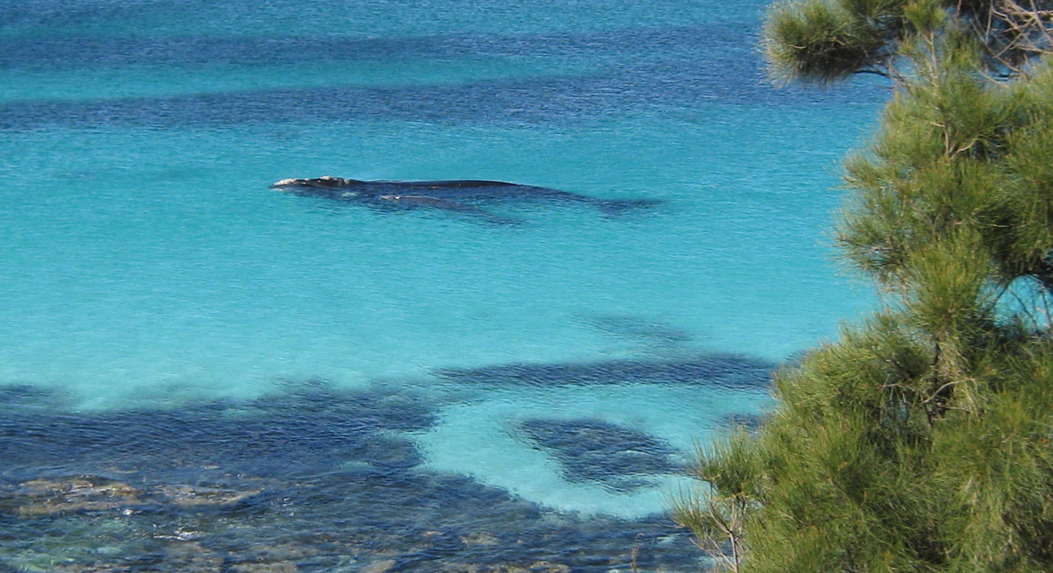 have-a-whale-of-a-time-this-spring-paperbark-camp